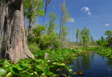 Okefenokee
