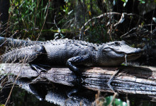 Okefenokee Wildlife